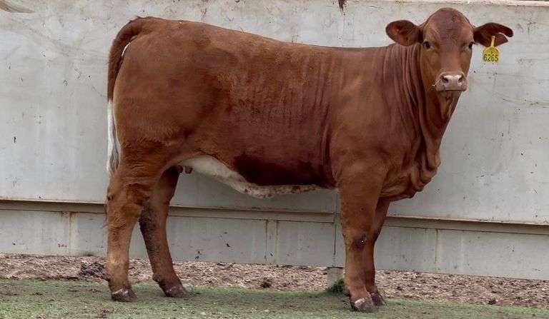 Open Beefmaster Heifer