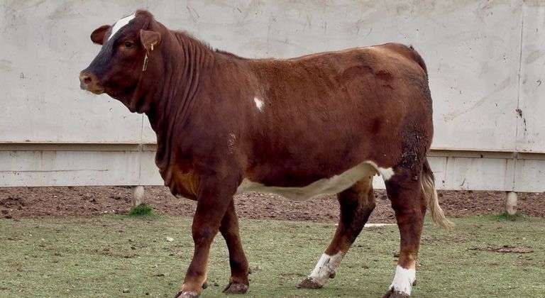 Open Beefmaster Heifer