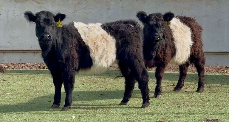 Oreo Heifers