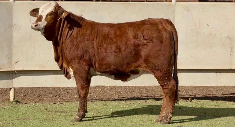 Santa Gertrudis Hereford Cross