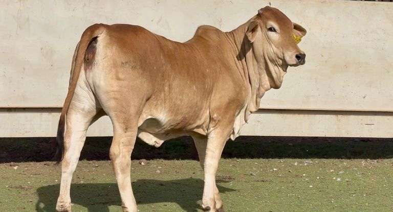 Red Brahman