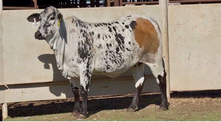 J&J Cattle Co: Bred & Open Replacement Heifer Online Auction