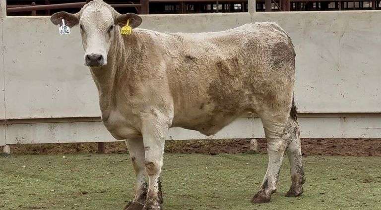 Bred Charolais Cross Heifer