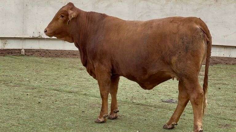 Bred Beefmaster Heifer