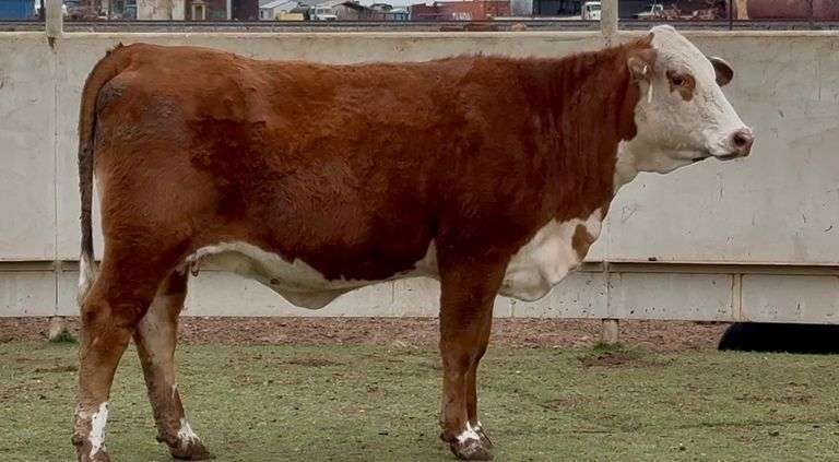 Bred Red Whiteface Heifer