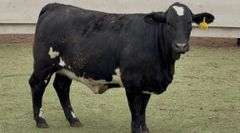 Open Black Beefmaster Heifer
