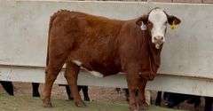 Bred Red Whiteface Heifer