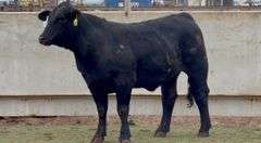 Bred Brangus Heifer