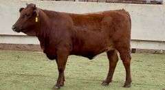 Bred Beefmaster Heifer