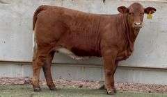 Open Beefmaster Heifer