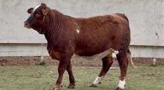 Open Beefmaster Heifer