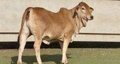 Red Brahman