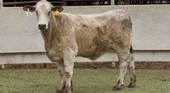 Bred Charolais Cross Heifer