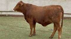 Bred Beefmaster Heifer