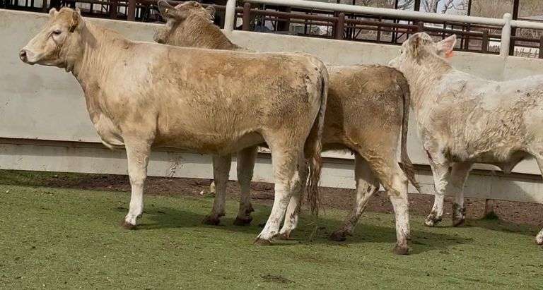 Bred Charolais Cross Heifers