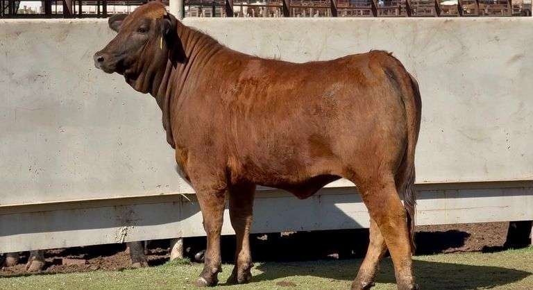 Beefmaster