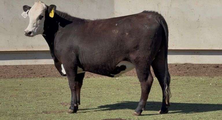 Bred Black Whiteface Heifer