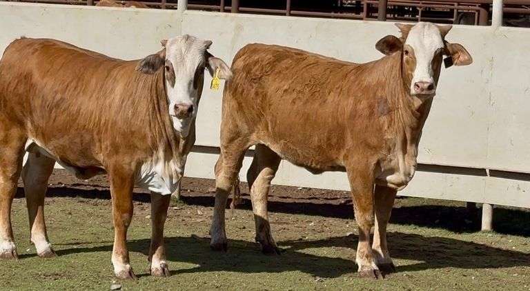 Open F1 Braford Heifers