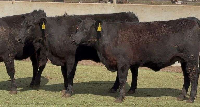 Bred Angus Heifers