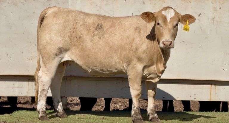 Open Charolais Beefmaster Heifer