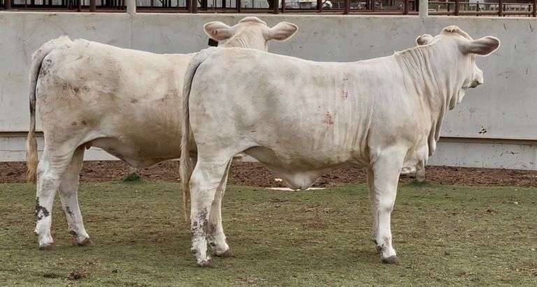 Open Charolais Beefmaster Cross Heifers