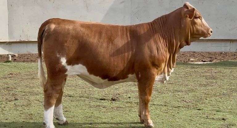 Open Beefmaster Heifer