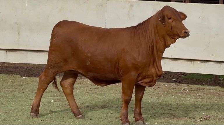 Open Beefmaster Heifer