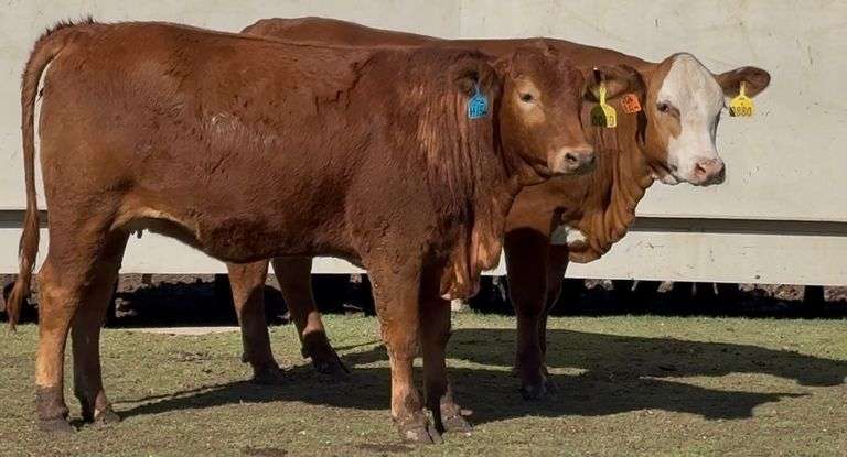Bred Beefmaster & Beefmaster Cross Heifers