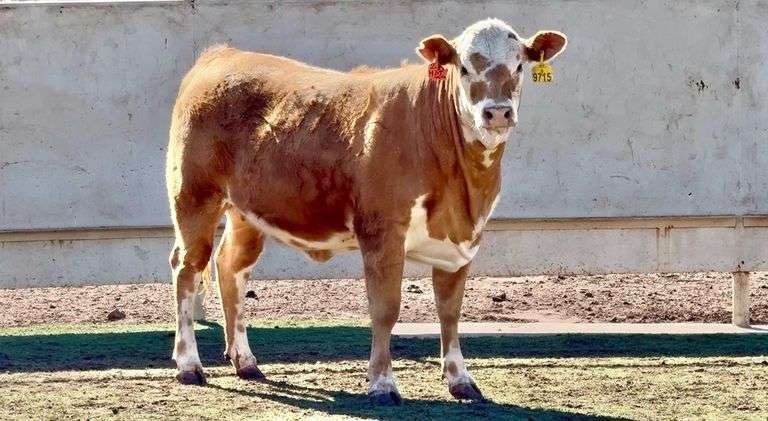 Bred Charolais Cross Heifer