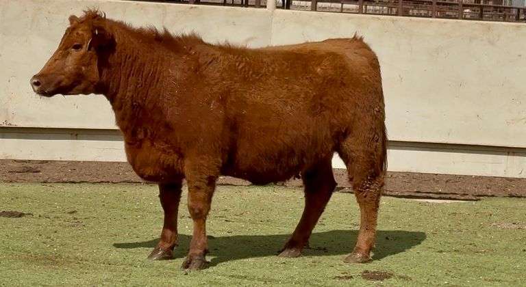 Bred Red Angus
