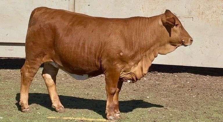 Open Beefmaster Heifer