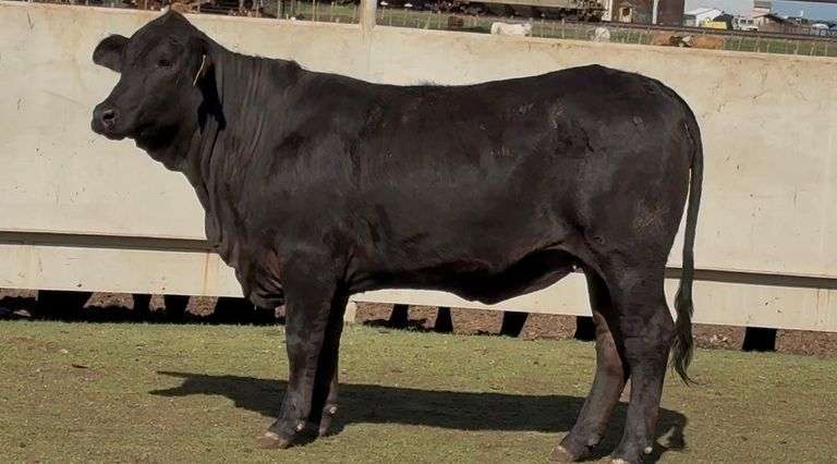 Open F1 Brangus Heifer