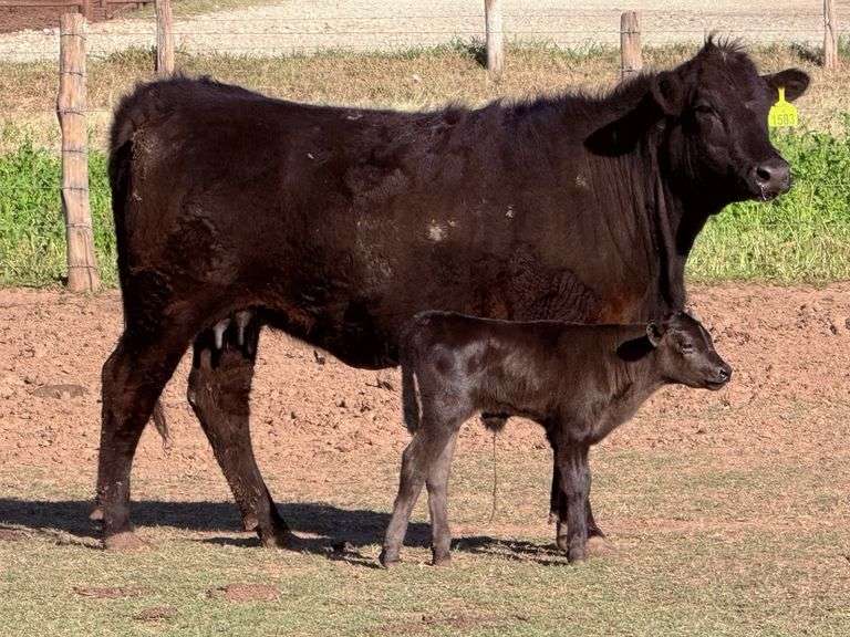 Angus Cow & Calf Pair