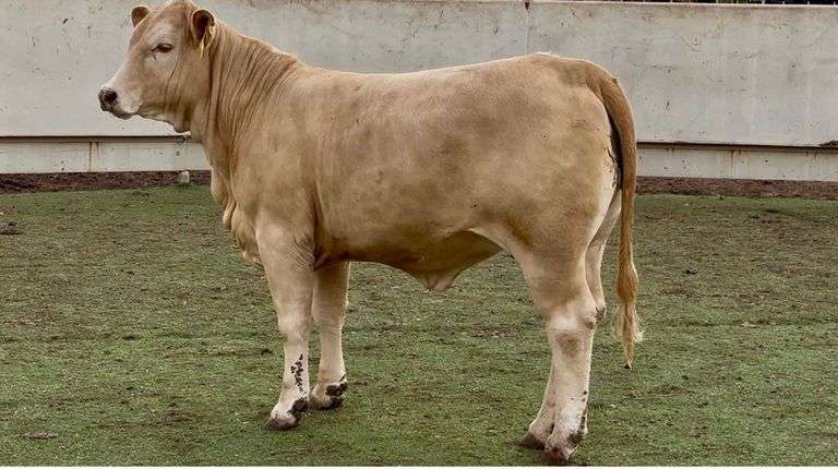 Open Charolais Beefmaster Cross Heifer