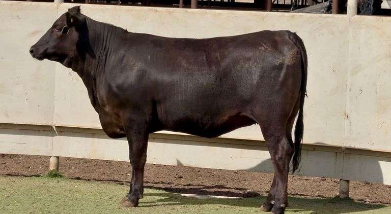 Bred Angus Heifer