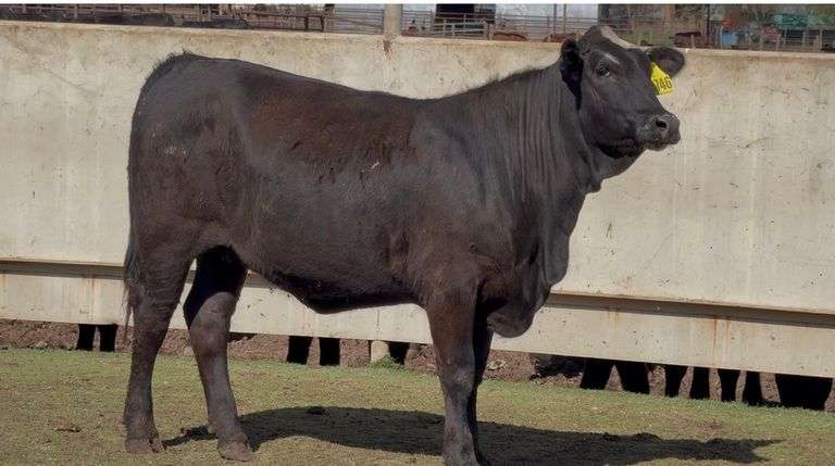 Open Black Whiteface Heifer