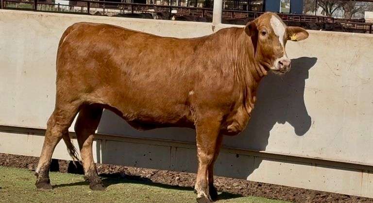 Open Braford Heifer
