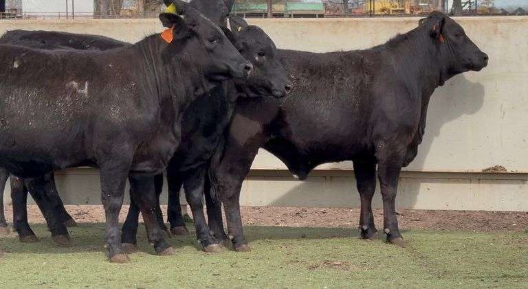 J&J Cattle Co:  Bred Replacement Heifer Online Auction