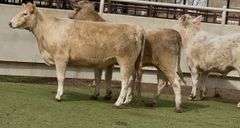 Bred Charolais Cross Heifers