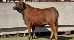 Beefmaster