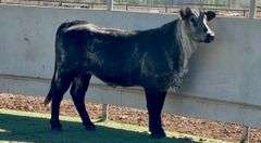 Bred Beefmaster Heifer