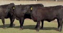 Bred Angus Heifers