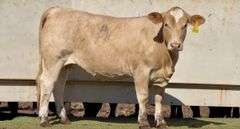 Open Charolais Beefmaster Heifer