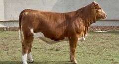Open Beefmaster Heifer