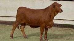 Open Beefmaster Heifer