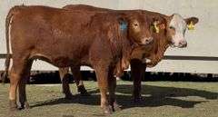 Bred Beefmaster & Beefmaster Cross Heifers