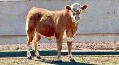 Bred Charolais Cross Heifer