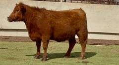 Bred Red Angus