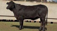 Open F1 Brangus Heifer