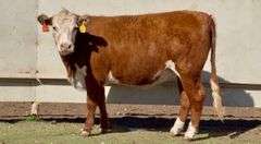 Bred Hereford Heifer